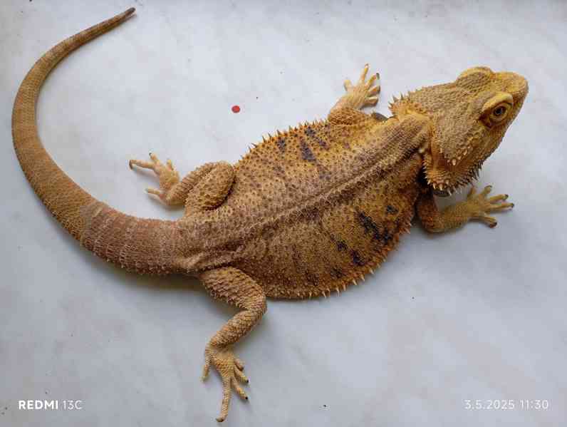 Agama vouskata  - foto 3