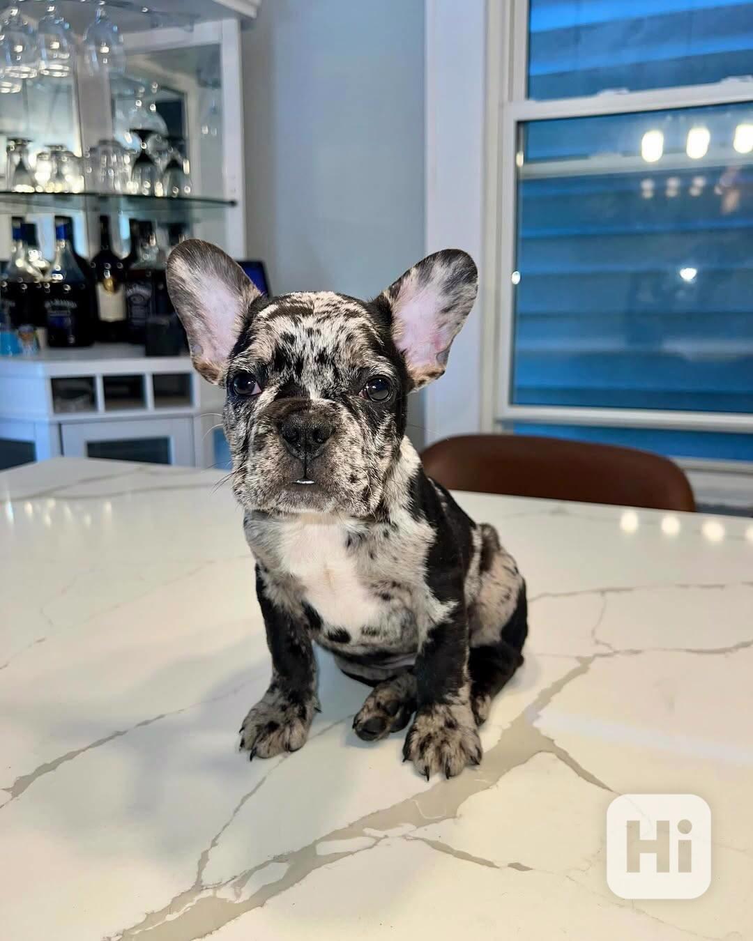 ****Francouzští buldoci ~ Světle plavá fena ~ Registrováno v - foto 1