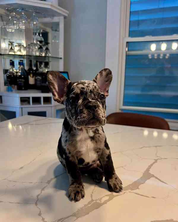 ****Francouzští buldoci ~ Světle plavá fena ~ Registrováno v - foto 2