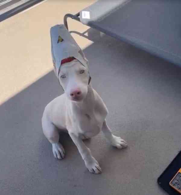 Male And Female Doberman PUPPIES READY FOR NEW HOME - foto 1