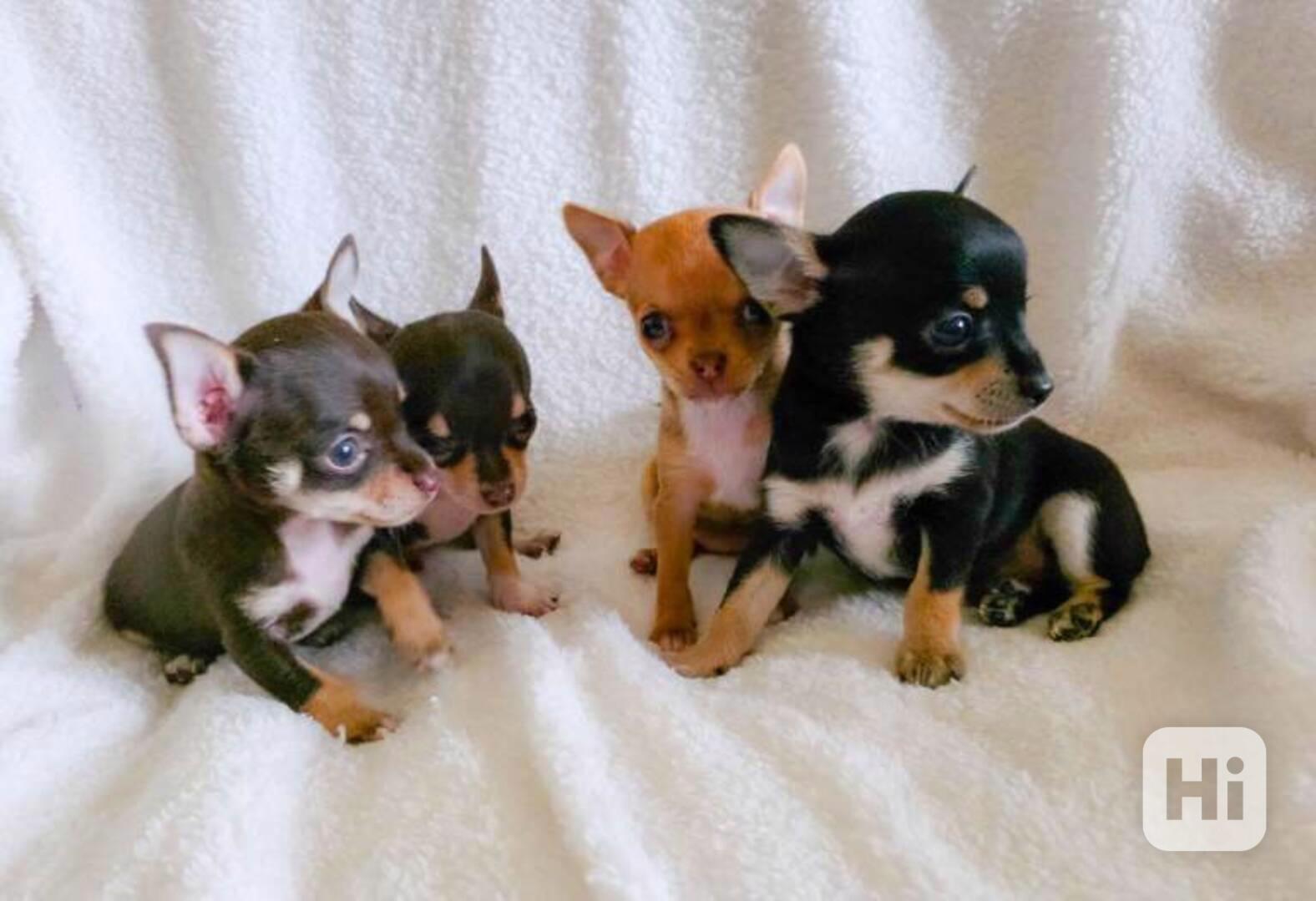 Čivava s PP  - foto 1