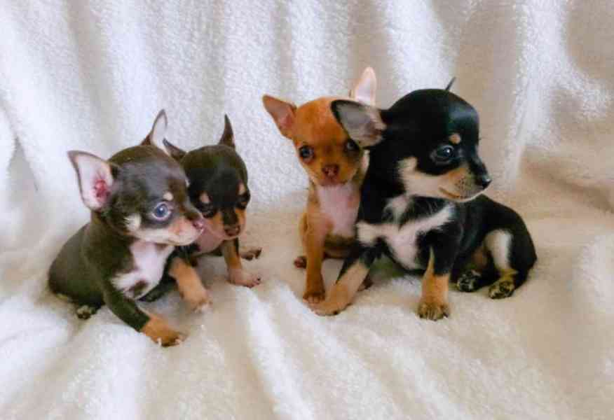 Čivava s PP  - foto 1