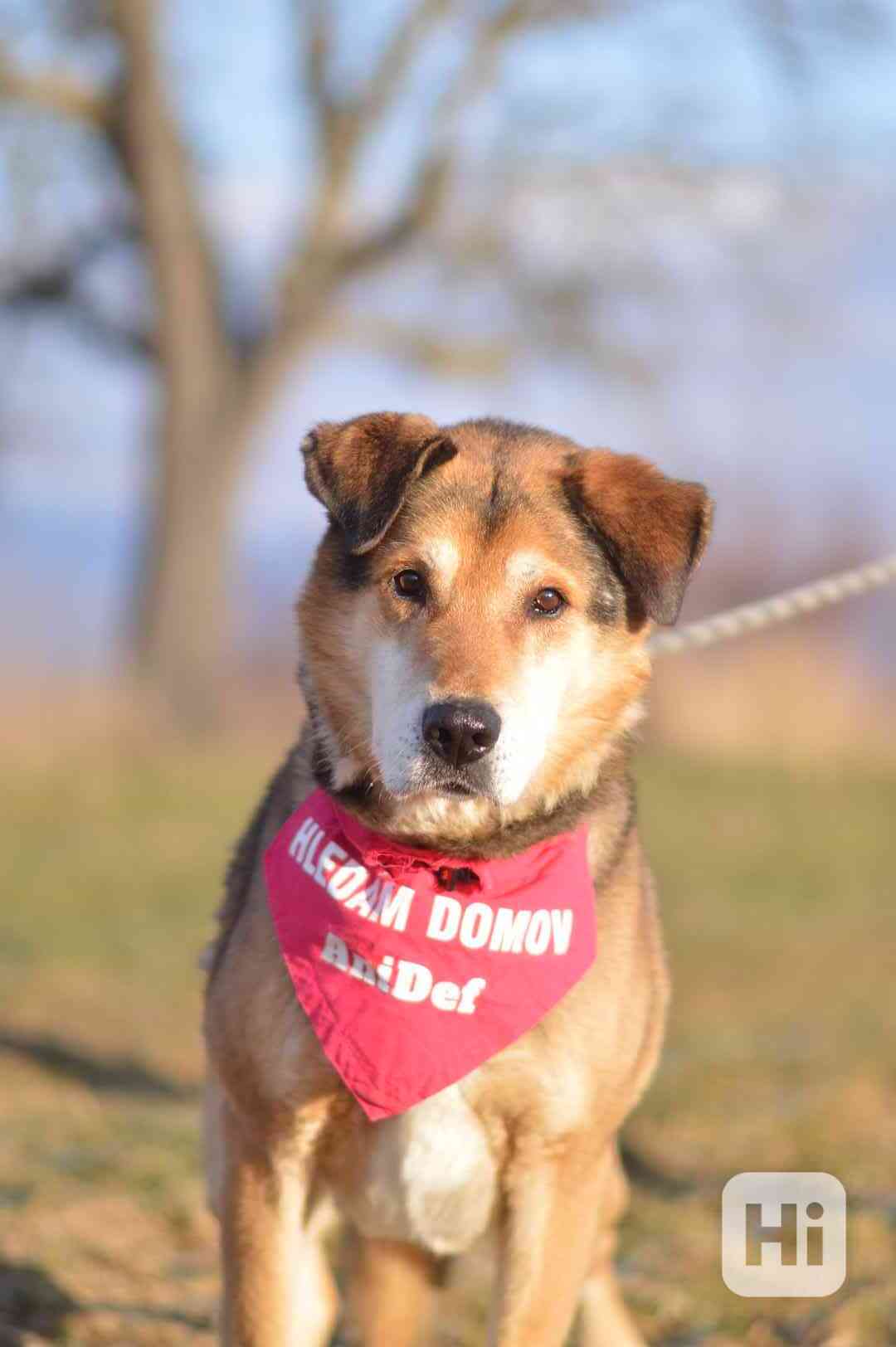 Rexík- kříženec ovčáka, hodný straší pes  - foto 1