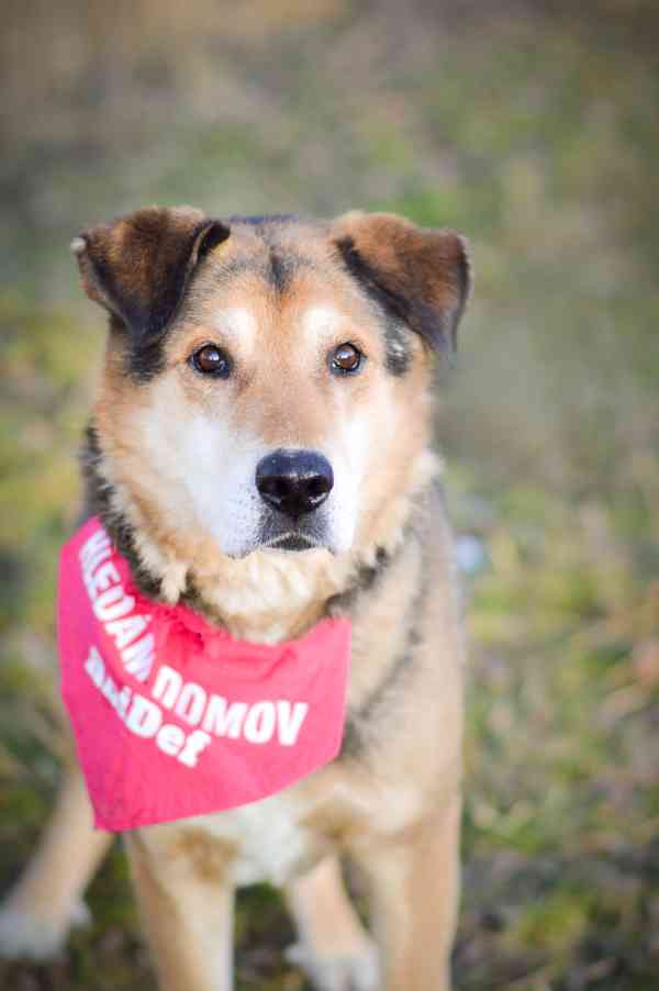 Rexík- kříženec ovčáka, hodný straší pes  - foto 3