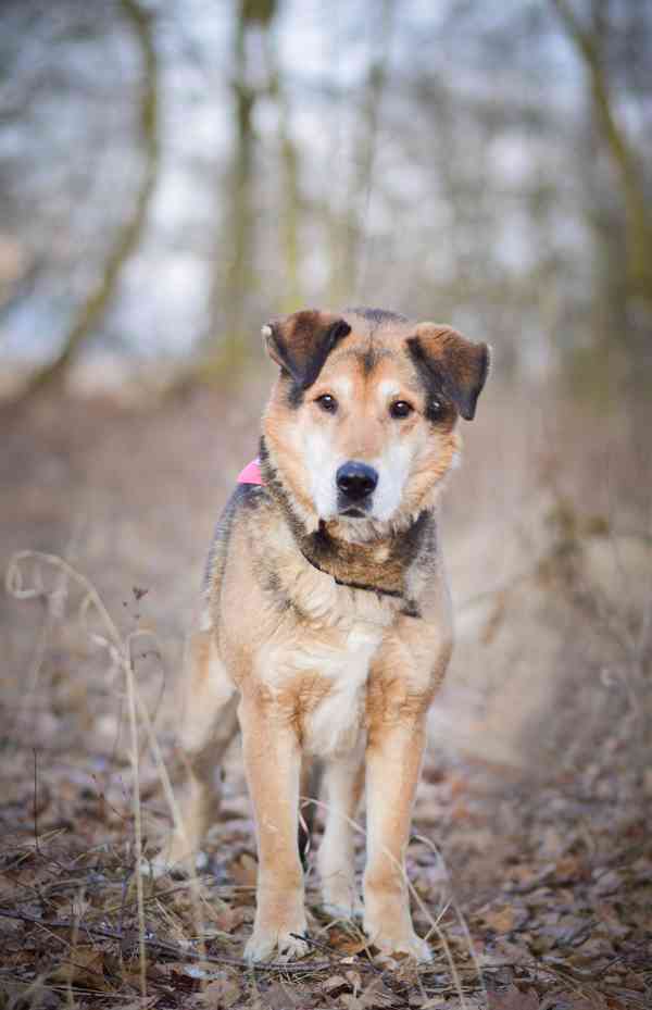 Rexík- kříženec ovčáka, hodný straší pes  - foto 4