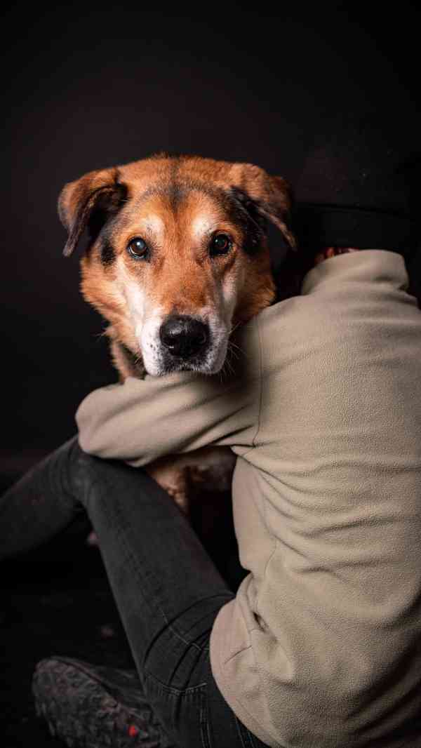 Rexík- kříženec ovčáka, hodný straší pes  - foto 6