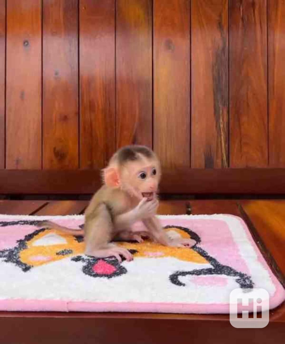 Krásné kapucínské opice k adopci - foto 1