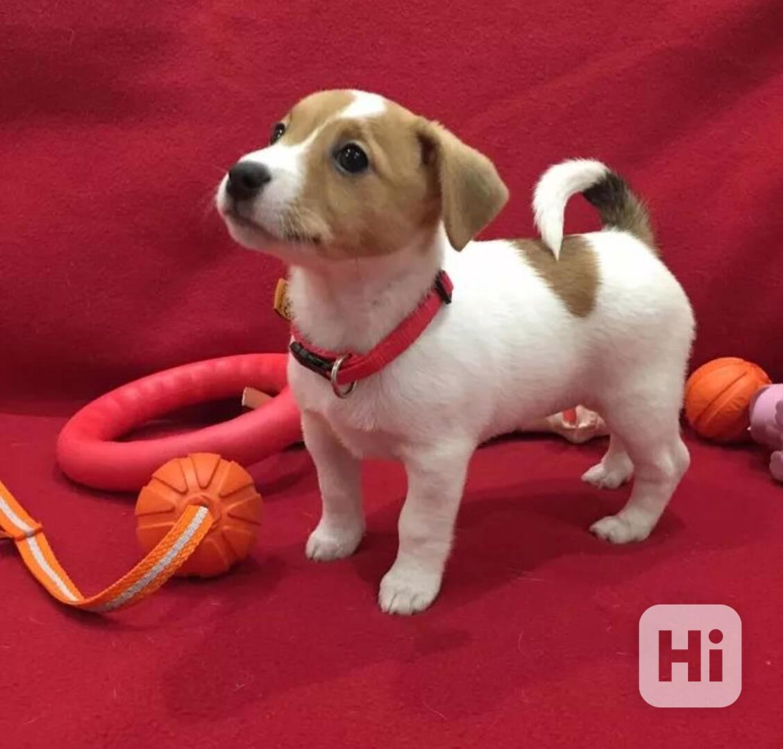 12 týdenní štěně jack russella k adopci zdarma  - foto 1