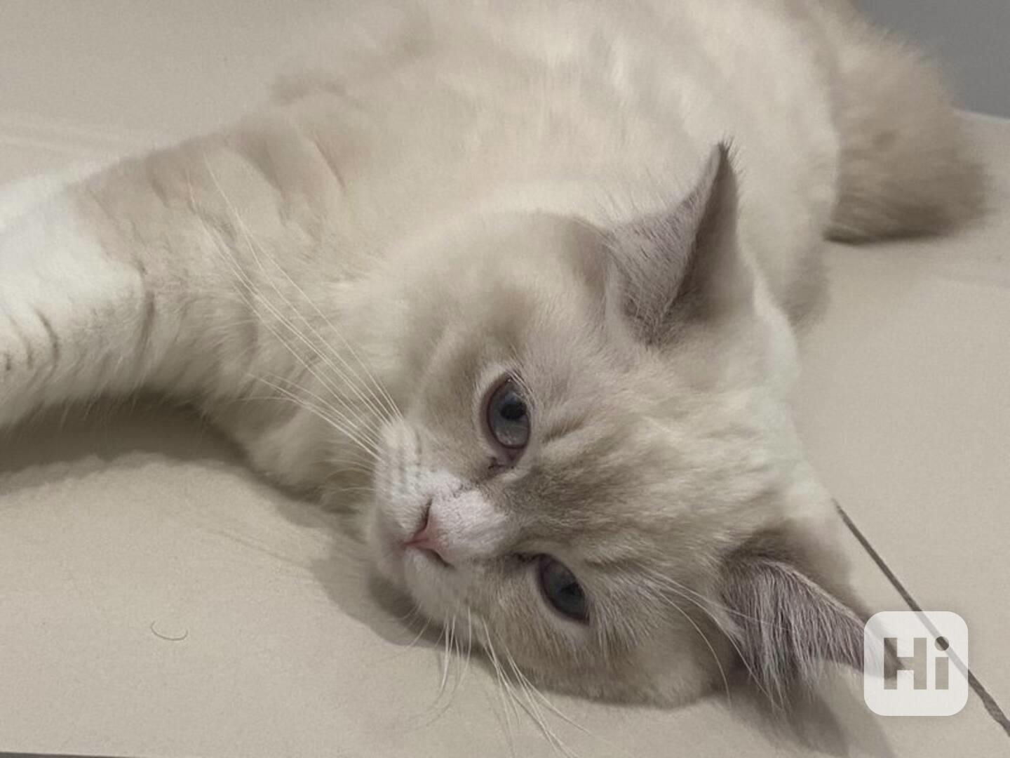 Ragdoll pro Rehome 6ti měsíční fenka ragdolla Vrh vycvičený  - foto 1