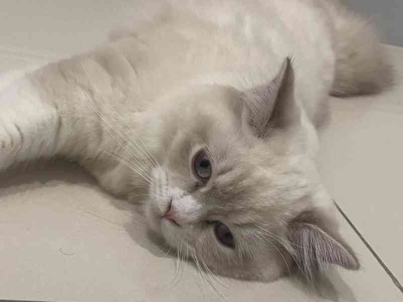 Ragdoll pro Rehome 6ti měsíční fenka ragdolla Vrh vycvičený  - foto 1