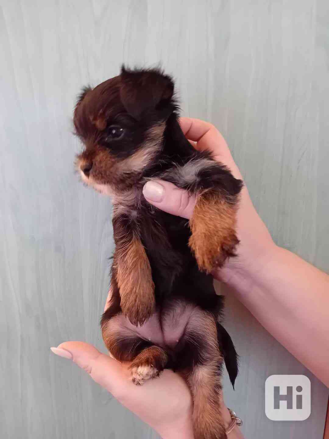 Štěňátko jorkšíra  - foto 1