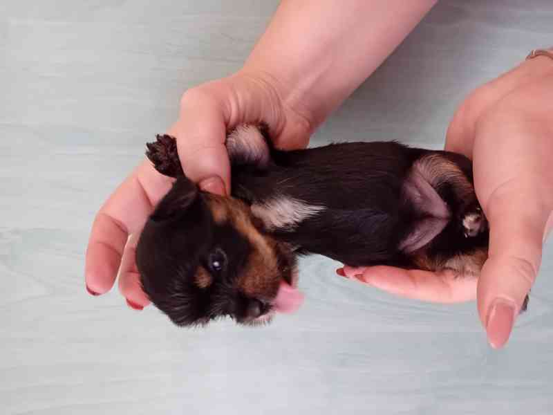 Štěňátko jorkšíra  - foto 4