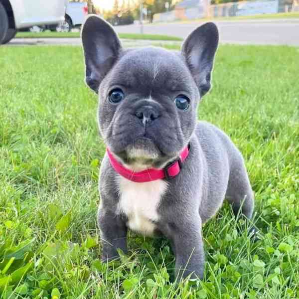 Francouzský buldoček k adopci