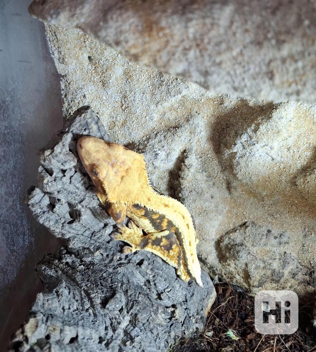 Rhacodactylus ciliatus - foto 1