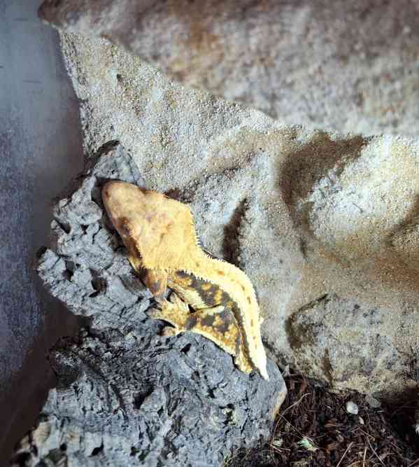 Rhacodactylus ciliatus - foto 1