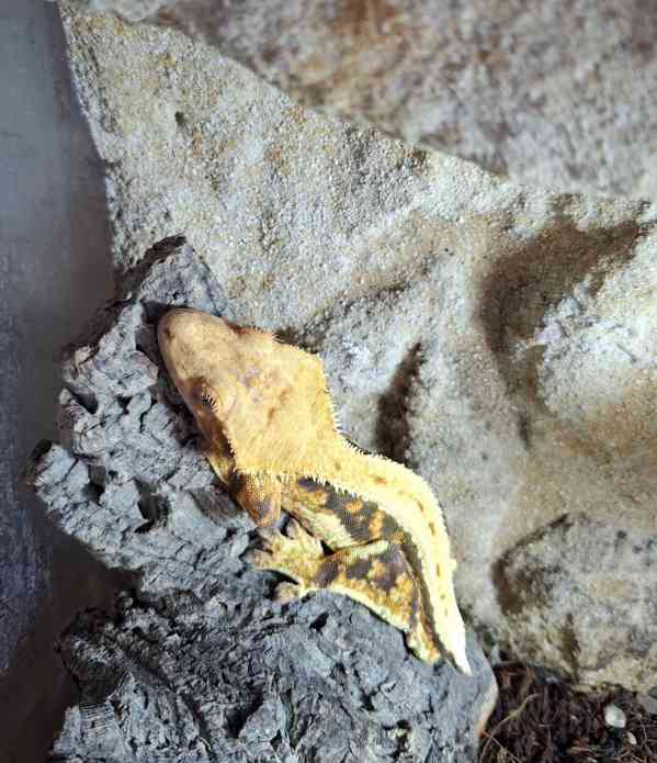 Rhacodactylus ciliatus - foto 2