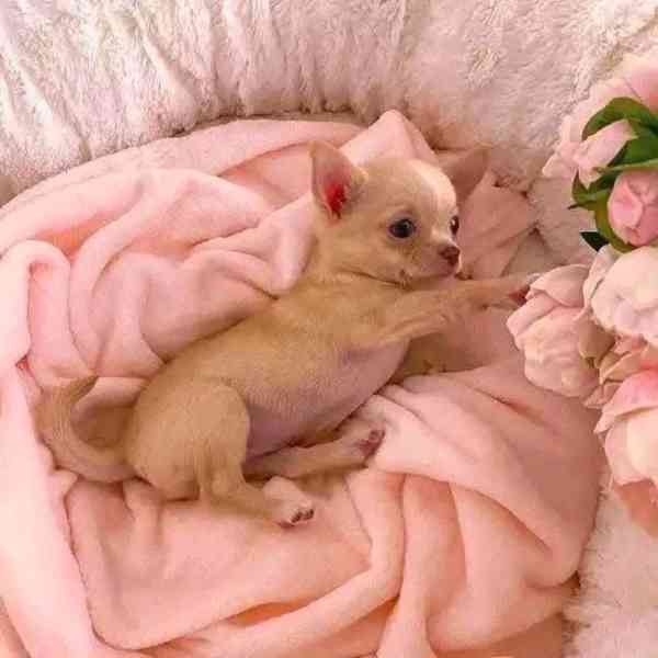 Štěňata čivavy - foto 3