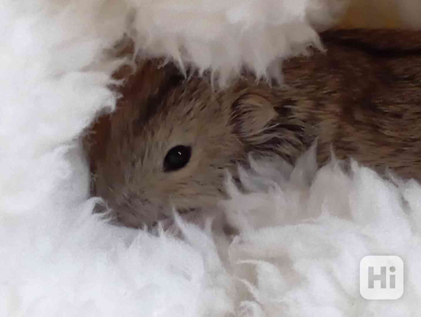 Pestrušky písečné - mláďata  - foto 1