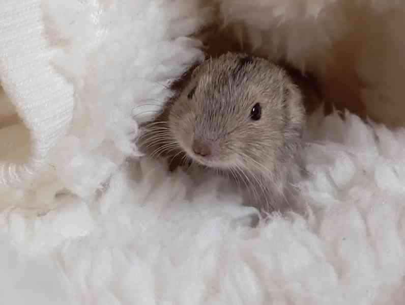 Pestrušky písečné - mláďata  - foto 3