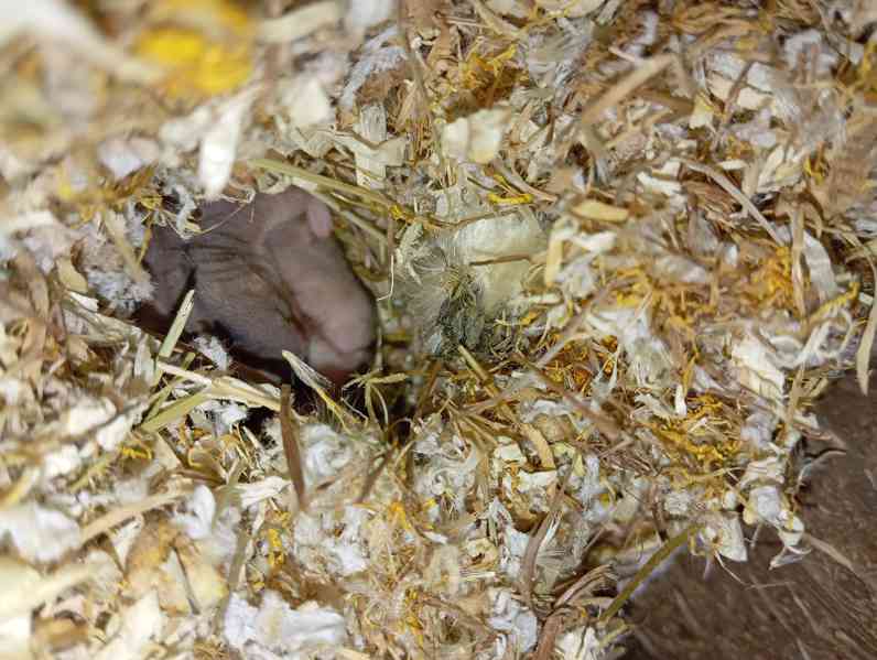 Pestrušky písečné - mláďata  - foto 2