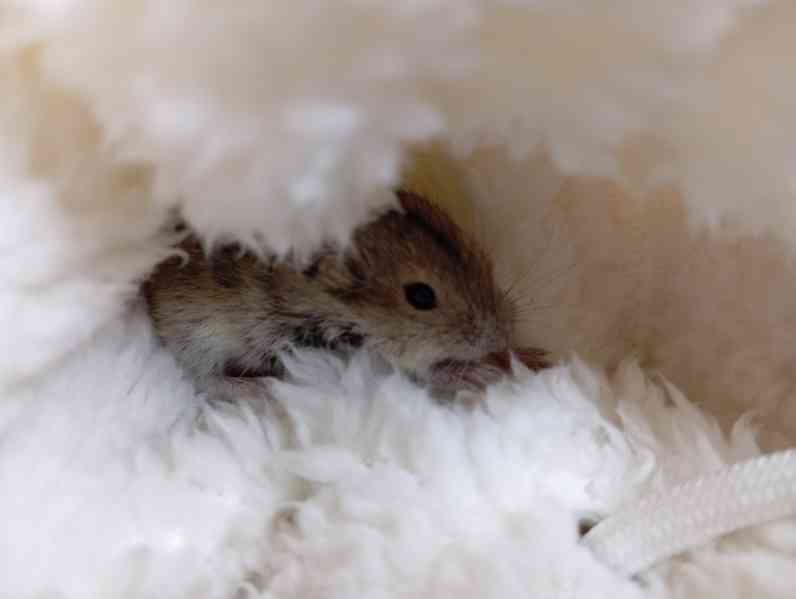 Pestrušky písečné - mláďata  - foto 4