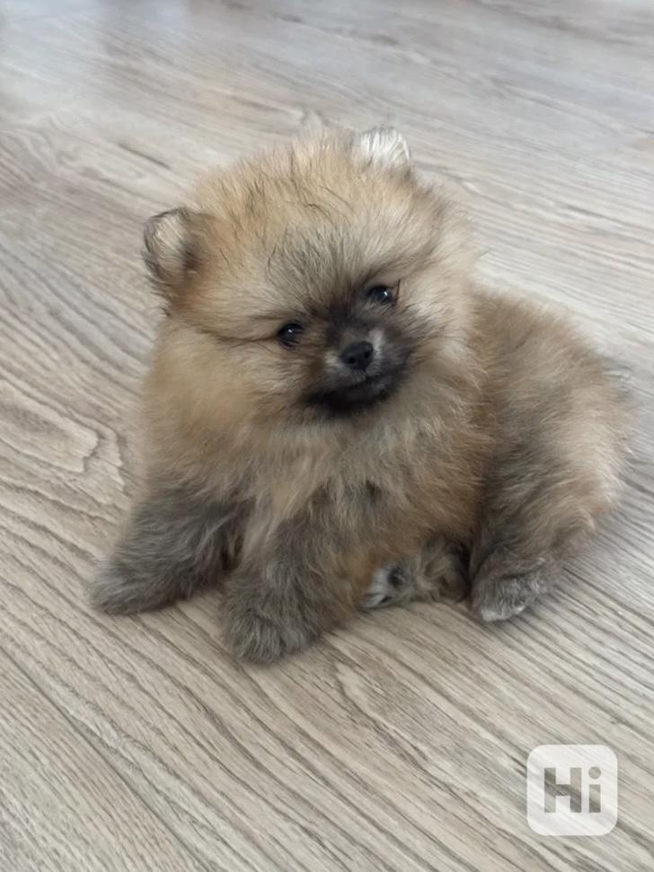 POMERANIAN  - foto 1