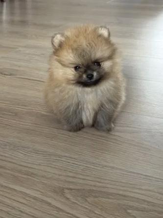 POMERANIAN  - foto 2