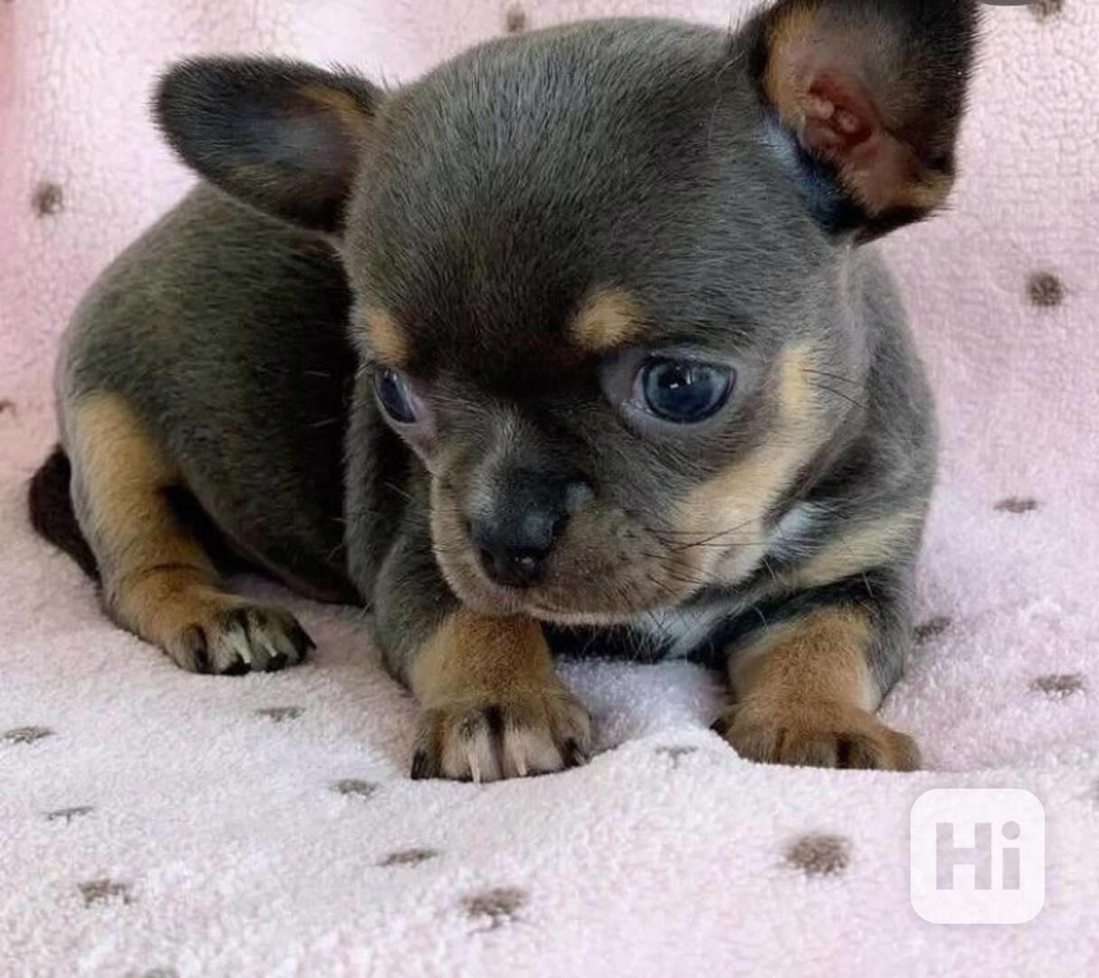 2 Mini Čivava štěňátka s PP  - foto 1