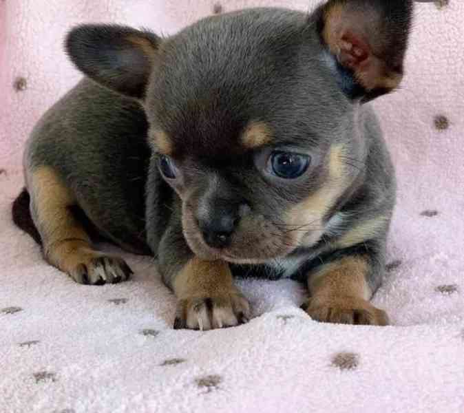 2 Mini Čivava štěňátka s PP  - foto 1