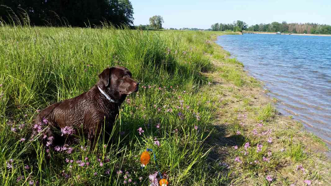 Labradorský Retriever PP - foto 6