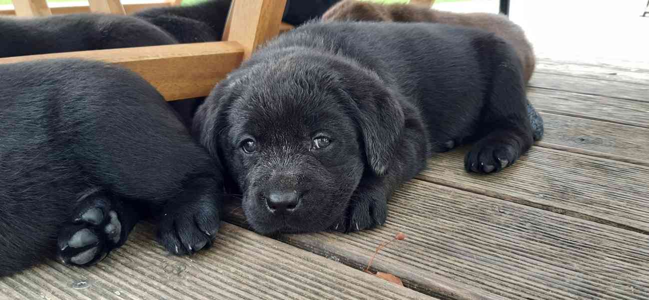 Labradorský Retriever PP - foto 2