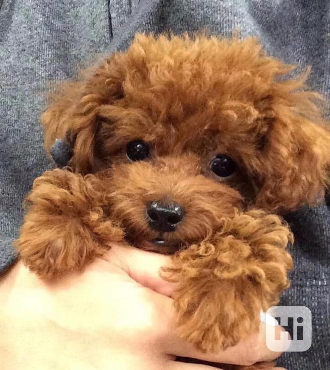 Toy miniaturní pudl - foto 1