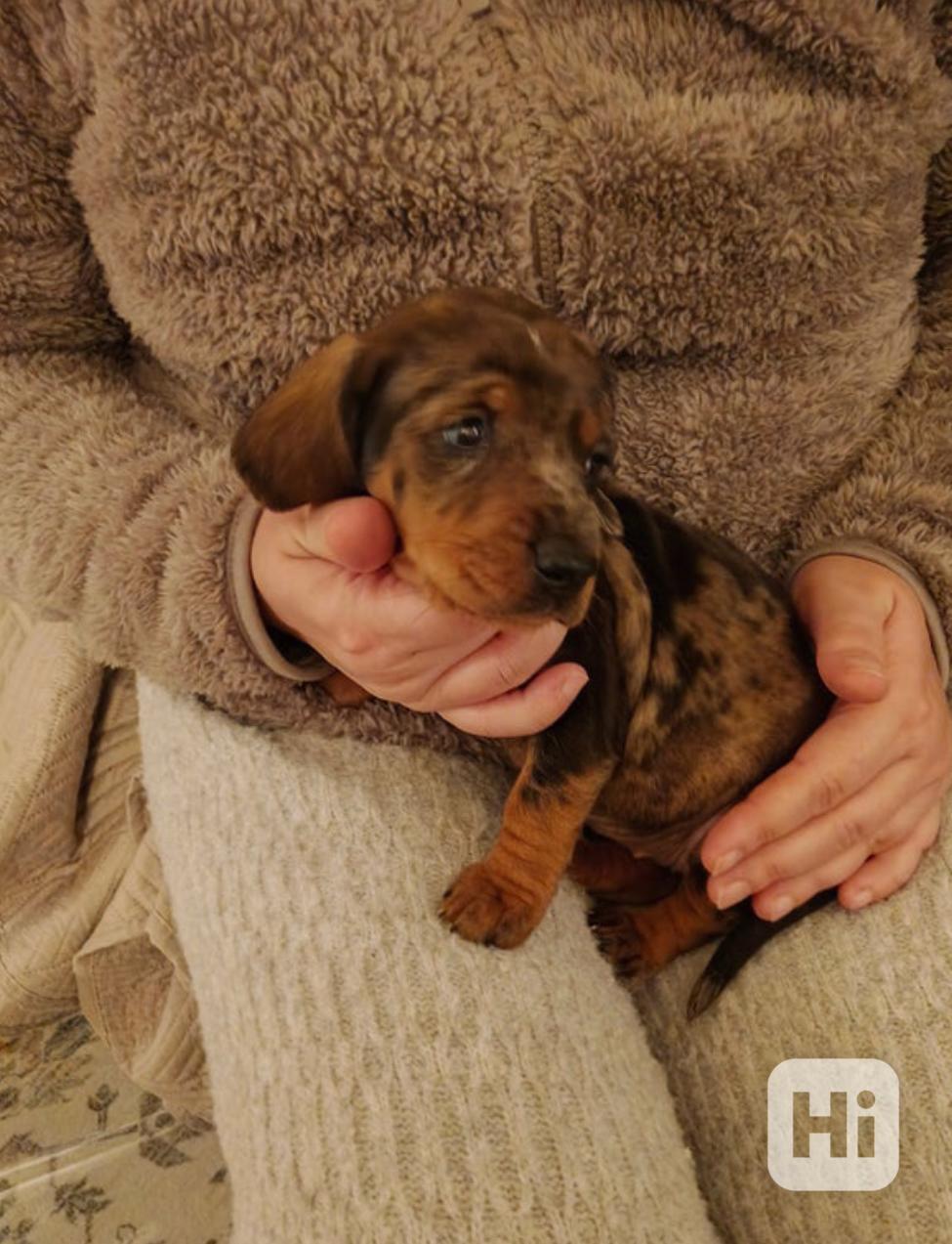 Štěňata miniaturního jezevčíka hledají milou rodinku. - foto 1