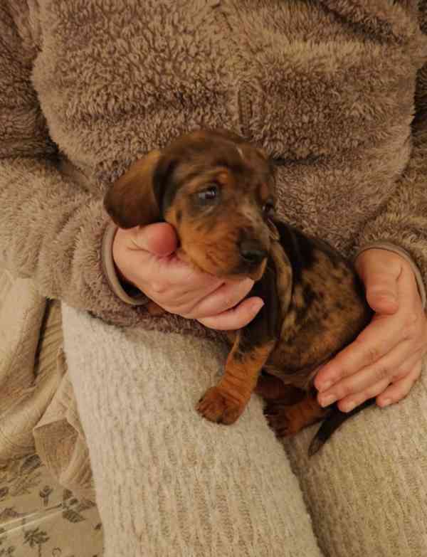 Štěňata miniaturního jezevčíka hledají milou rodinku. - foto 1