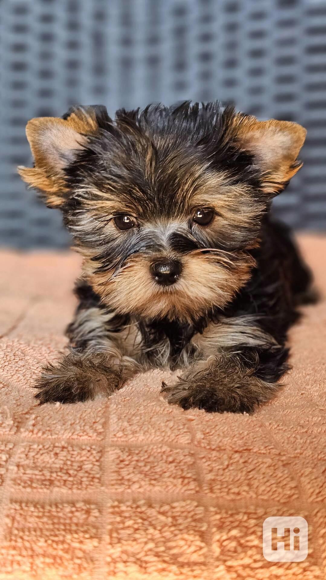 Rozkošná štěňata jorkšírského teriéra s doklady - foto 1