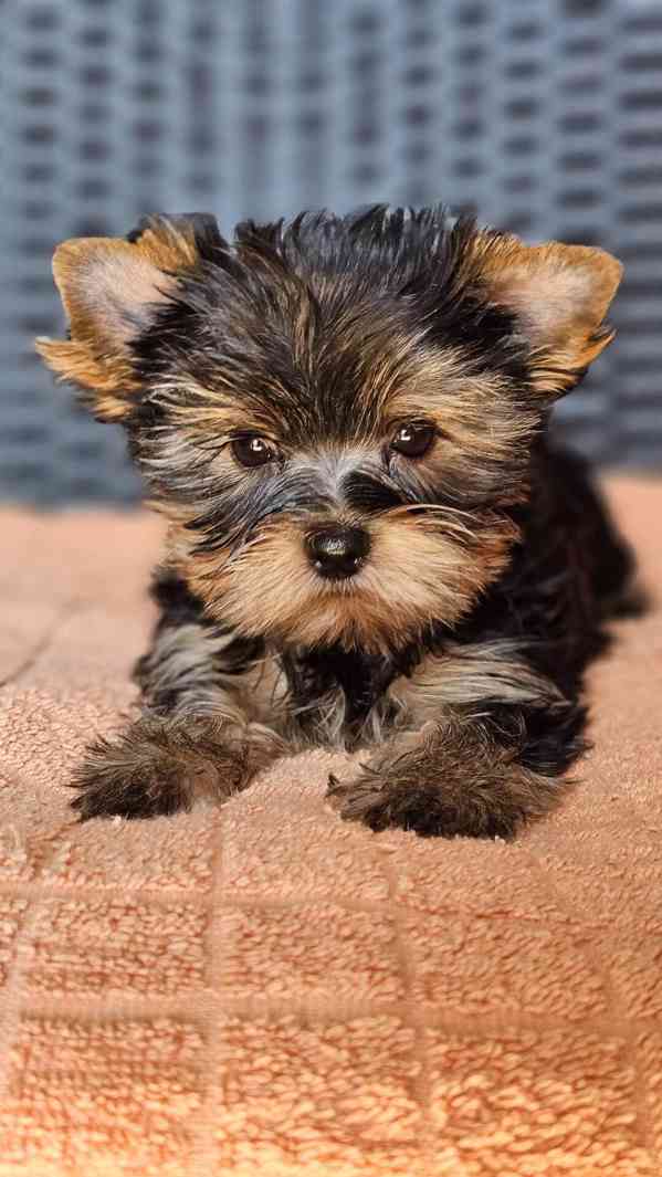 Rozkošná štěňata jorkšírského teriéra s doklady