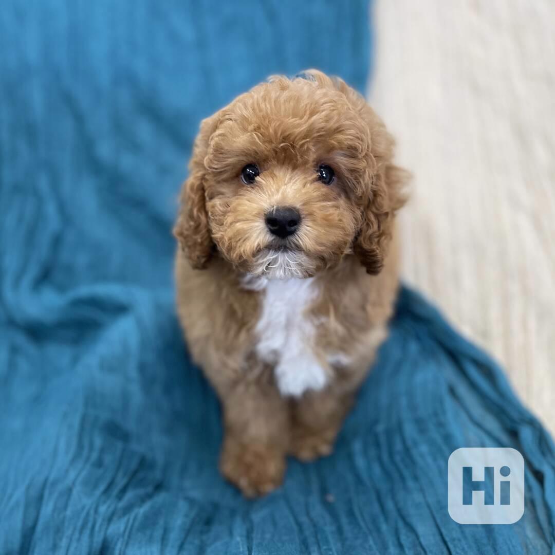 Poodle Puppies ready to go In their new forever homes homes  - foto 1