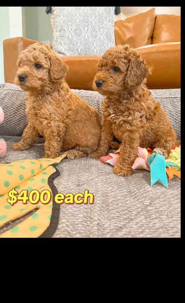 Poodle Puppies ready to go In their new forever homes homes  - foto 6