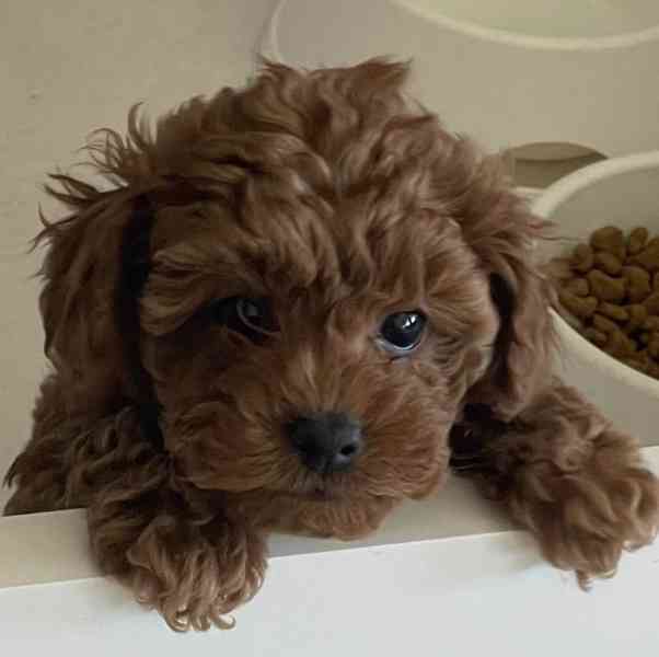 Poodle Puppies ready to go In their new forever homes homes  - foto 2