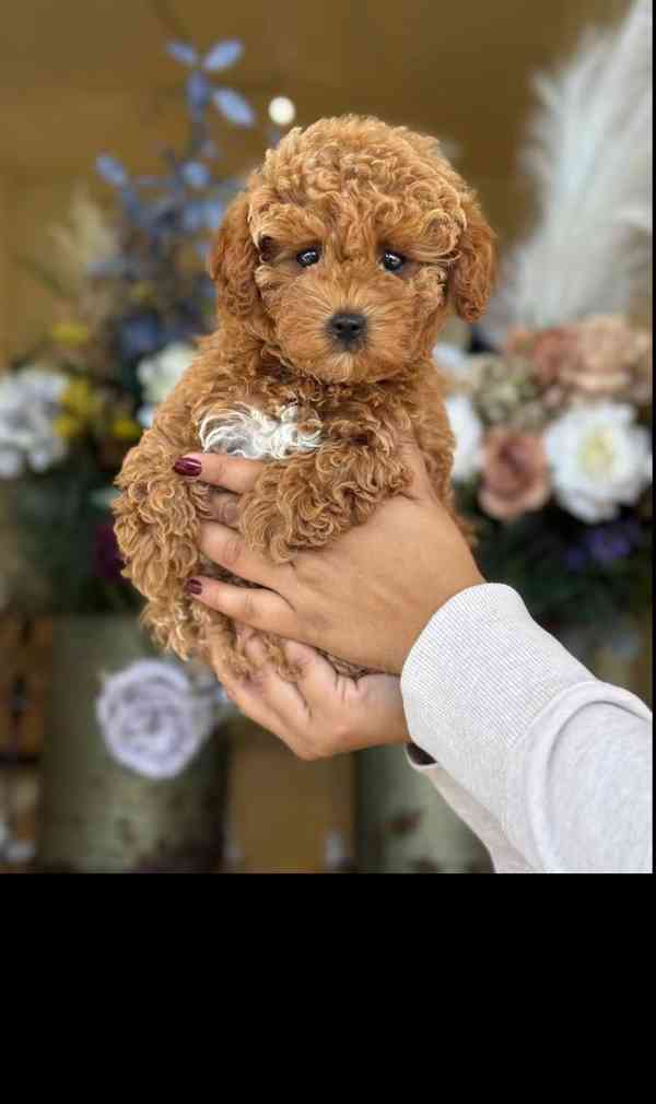 Poodle Puppies ready to go In their new forever homes homes  - foto 3