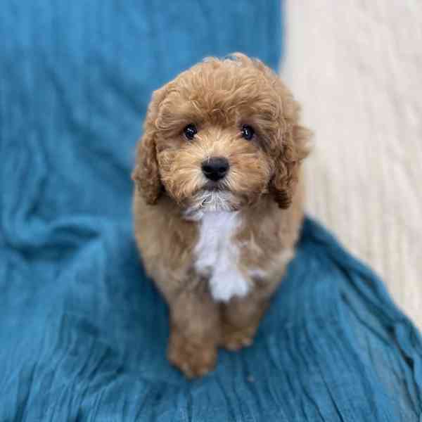 Poodle Puppies ready to go In their new forever homes homes  - foto 1