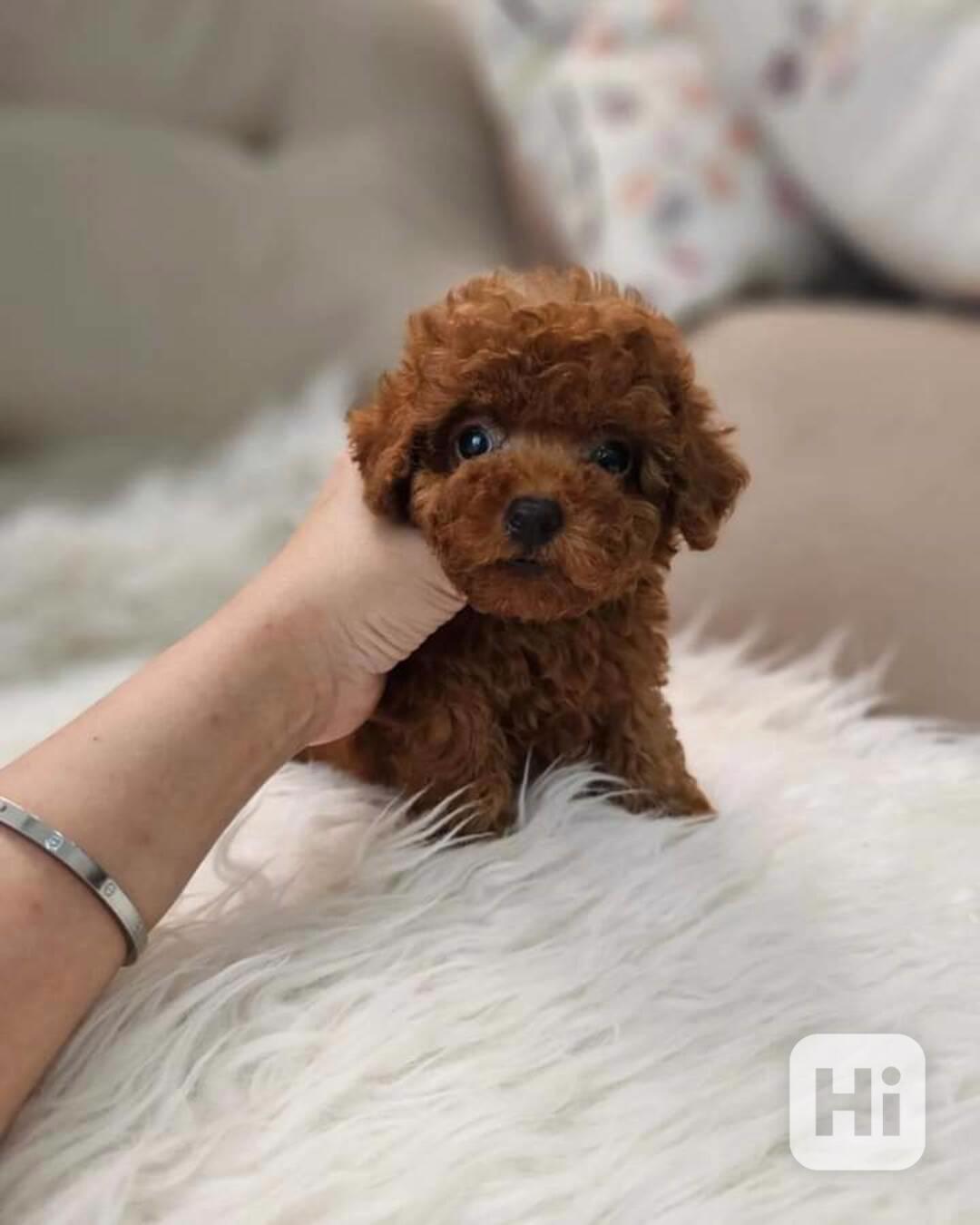 Nádherná štěňata toy pudla jsou ihned k dispozici - foto 1