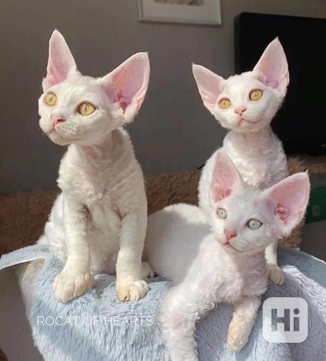 koťátka devon rex k adopci - foto 1
