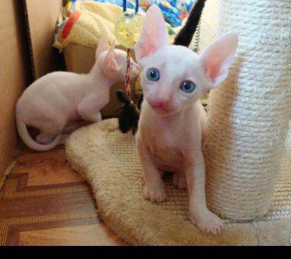 koťátka devon rex k adopci - foto 3
