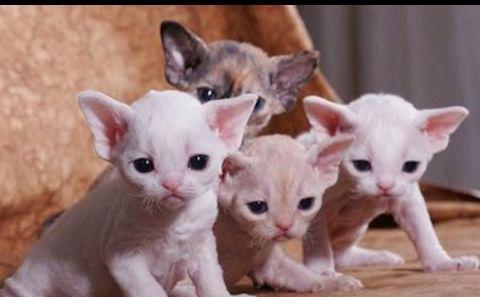 koťátka devon rex k adopci - foto 5