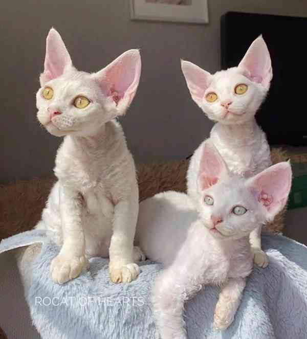 koťátka devon rex k adopci - foto 1