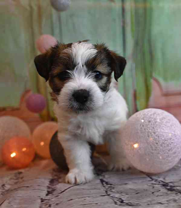 Jack Russell terier s PP - foto 7