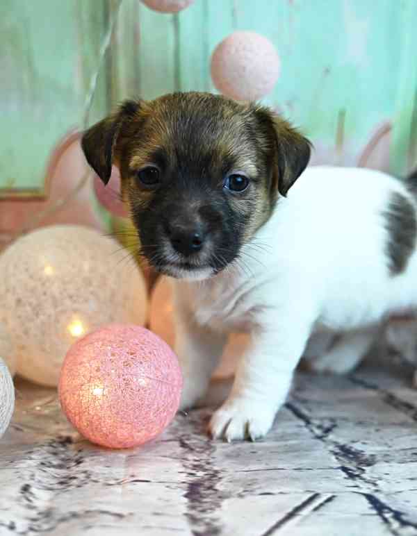 Jack Russell terier s PP - foto 6