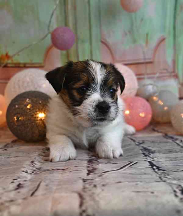 Jack Russell terier s PP - foto 3