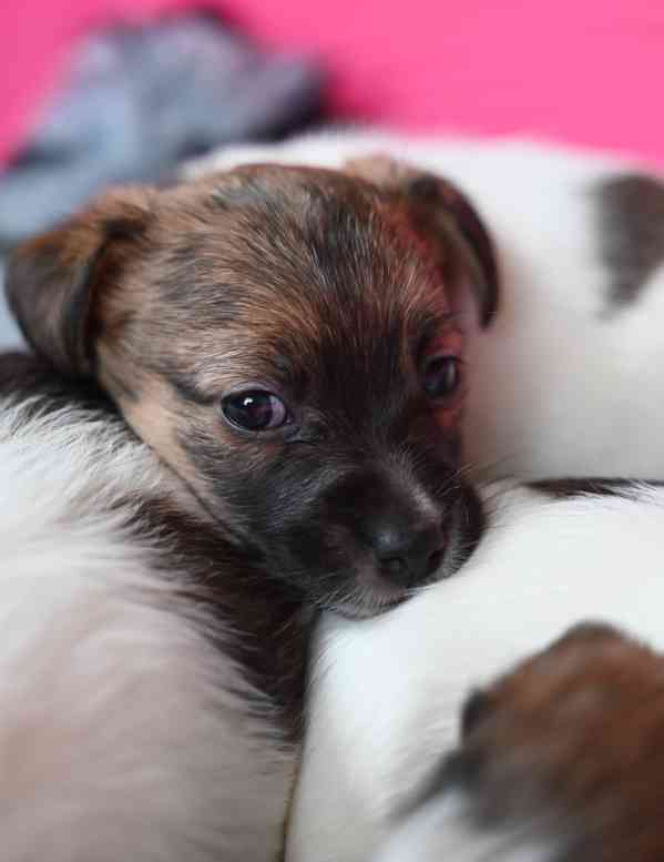 Jack Russell terier s PP - foto 16